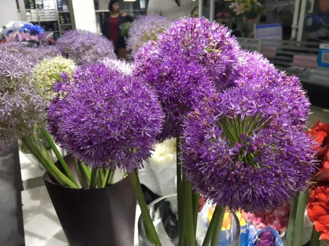 如此惊艳的 葱花 怎样搭配在阳台上 美优享 美丽优品分享好站 优品情报站