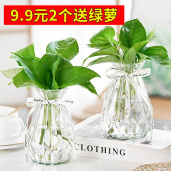 Living Room Vase Decoration, Transparent Nordic Style, Creative and Simple Water-Cultured Green Plant Glass Vase, Hydroponic Small Vessel