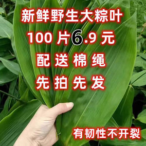 
Fresh rice dumpling leaves selected large wild rice dumpling leaves freshly picked large wide leaves 100 pieces for home and commercial Jiangxi end