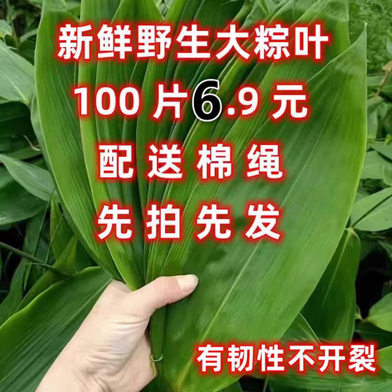 
Fresh rice dumpling leaves selected large wild rice dumpling leaves freshly picked large wide leaves 100 pieces for home and commercial Jiangxi end