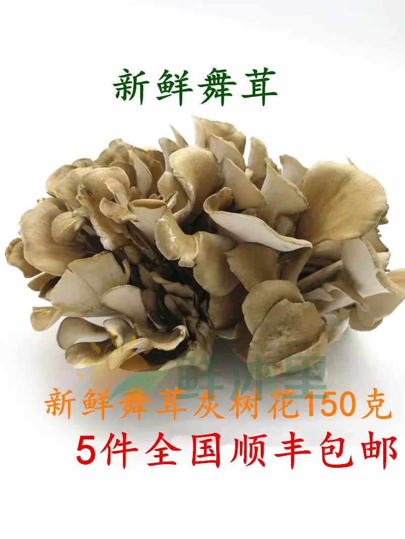 新鮮真菌灰樹花舞茸150g 盒日本舞茸菌舞茸茶江浙滬5盒包郵