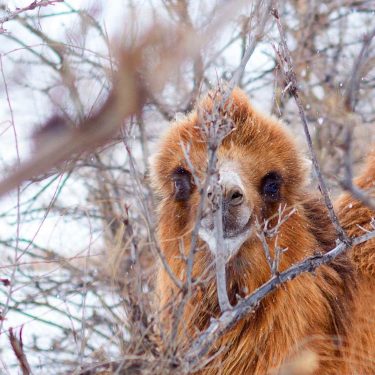 赤峰乌兰布统+塞北雪乡+萌宠互动+草原手把肉+4H越野4天3晚