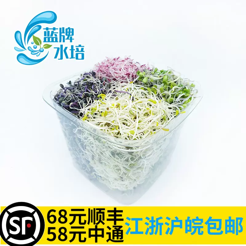 蓝牌水培 新鲜苜蓿芽西蓝花芽珊瑚芽紫甘蓝芽混合