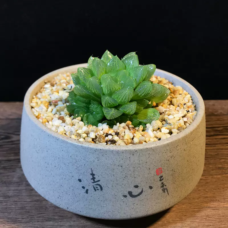 草玉露多肉植物盆栽稀有贵货高端品种肉肉植透明超萌