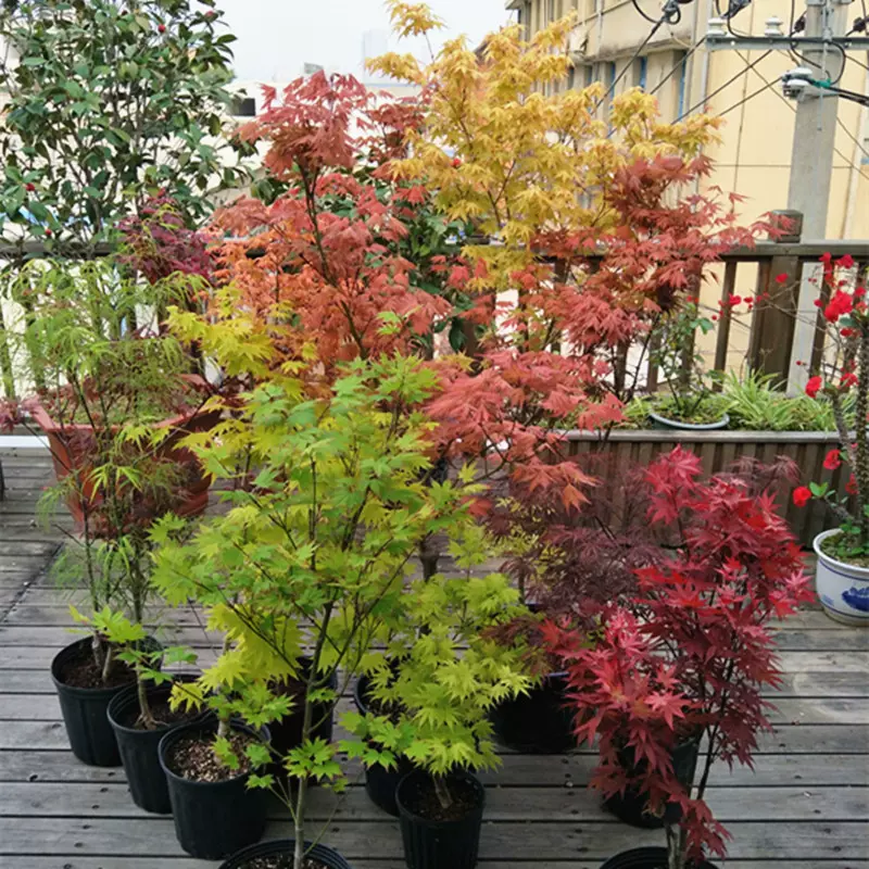 荒皮性【山紅葉】盆栽 鉢植え