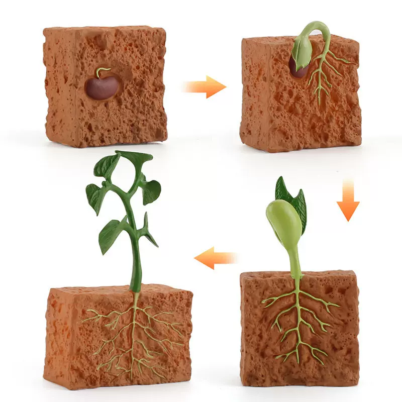 仿真pvc模型植物成长周期土壤种子发芽生长过程儿童科教认知摆件