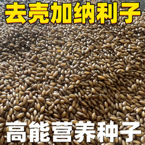 Shellless Shellless Grain Garnley White Birds Birds Food Birds Food Mysterious Peony Tiger Pagas Bird Bird Bird Hibiscus

