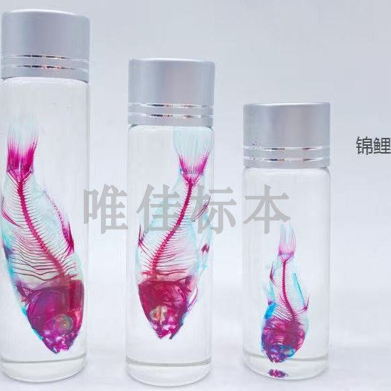 
Stained skeleton transparent specimen fish mammal reptile model teaching exhibition display decoration double