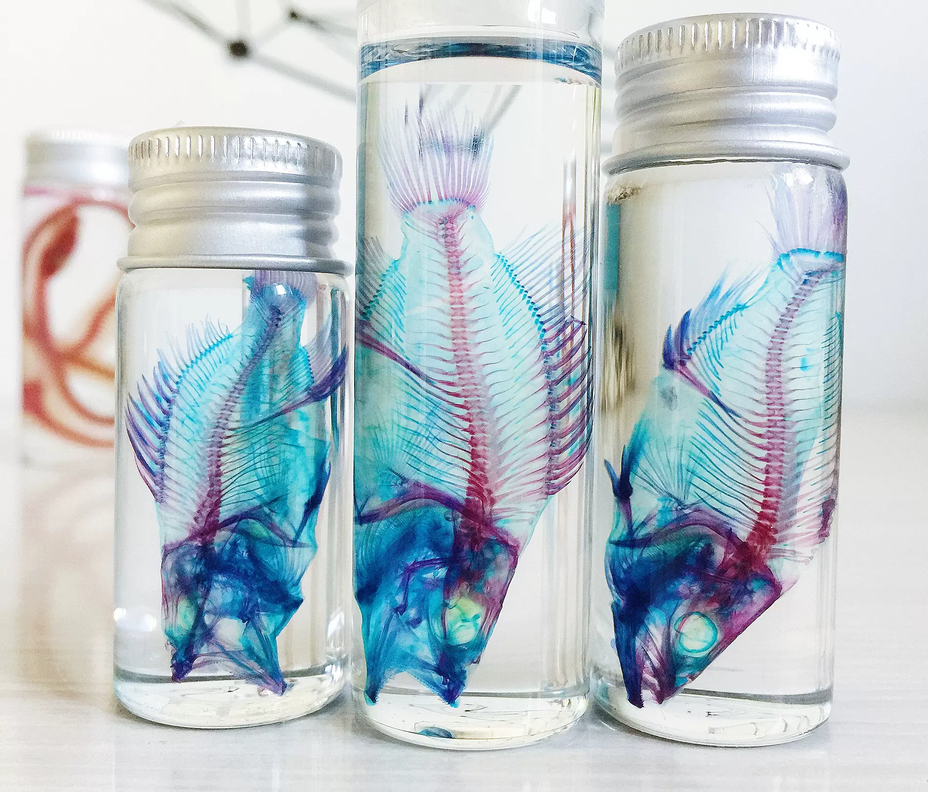 透视界标本新款透明骨骼标本纯手工鱼类摆件工艺品男女礼物桂鱼 Taobao