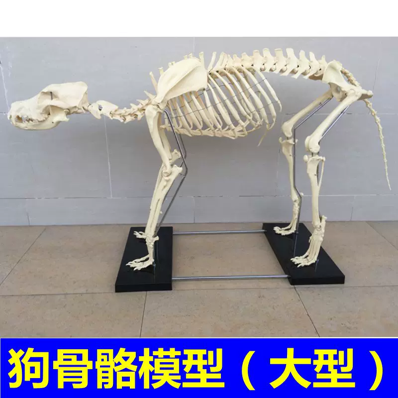 犬骨骼模型仿真大型成年狗骨架標本狗頭寵物獸醫畜牧動物解剖大促-Taobao