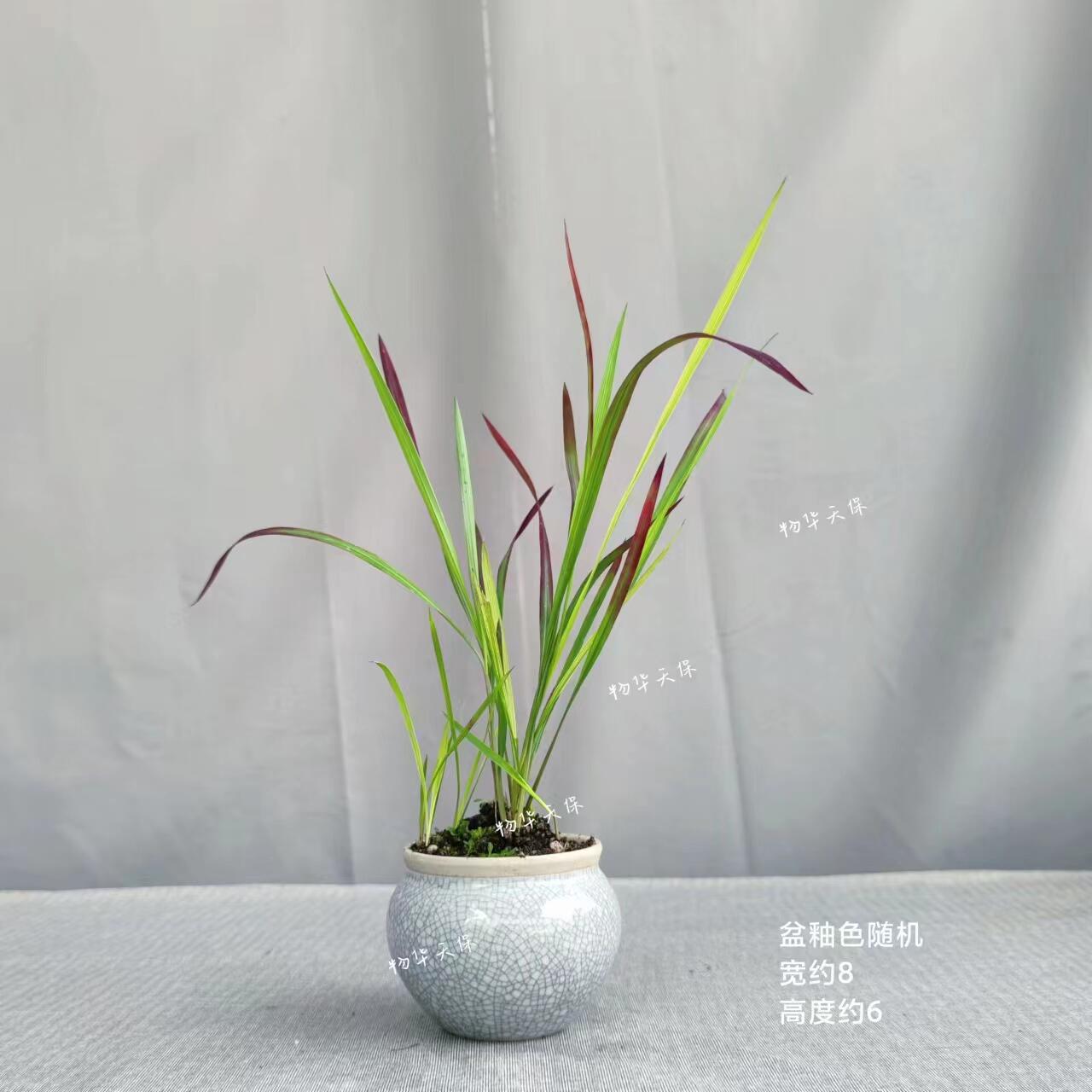 日本山野草 血茅草 血矛(ベニチガヤ )血草绿植盆栽挺水盆景