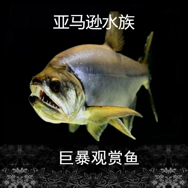 哥伦比亚巨暴牙鱼巨爆牙鱼凶猛鱼观赏鱼热带鱼大型鱼群游