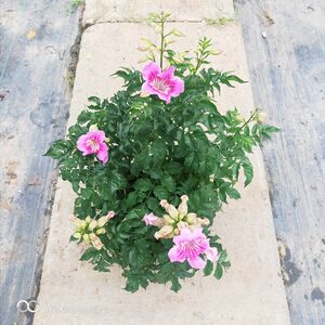 Auspicious flowers orange pink Lingxiao flower balcony courtyard ground potted flower seedlings green plant flowers with flowers shipped free shipping