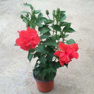 
Hibiscus flower seedlings, double-petaled large-flowered hibiscus flower seedlings, easy to maintain in all seasons, bloom repeatedly in the ground, double-petaled potted plants, red Zhu Jin