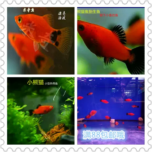 小型熱帶魚觀賞魚米奇魚黑尾月光胎生魚小熊貓魚淡水魚好養 Taobao