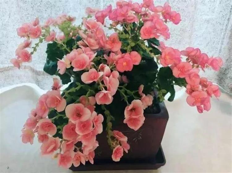 绿萝看够了?那就养这6盆,年年都有花赏-搜客生活