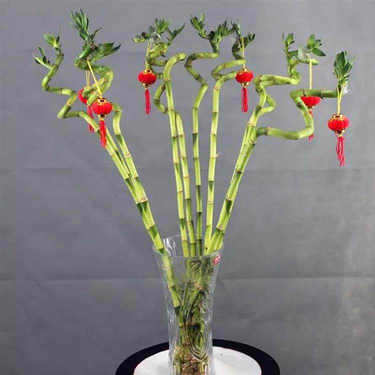 花开富贵,竹报平安,人气绿植富贵竹咋养