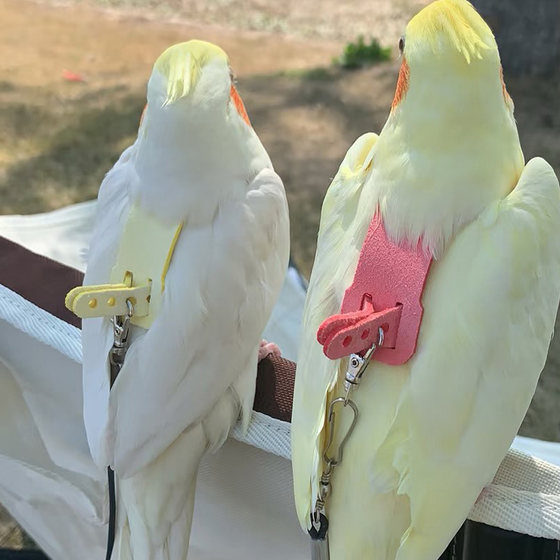 
Parrot fly rope strap-type flight rope ultra-light training traction bird walking outing supplies resistant to chewing multiple pieces free shipping