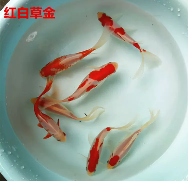 红白鲫鱼红白草金鱼观赏鱼活体冷水鱼淡水鱼红白金鱼包邮包活