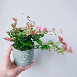 Colorful climbing vines and hanging green plants in the office. Desktop flower potted plants are easy to grow and can withstand shade and sunlight.