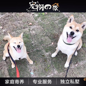 Shanghai dog fostering pet family cat rabbits to feed the dog walking dog long -term short -term management car pick -up
