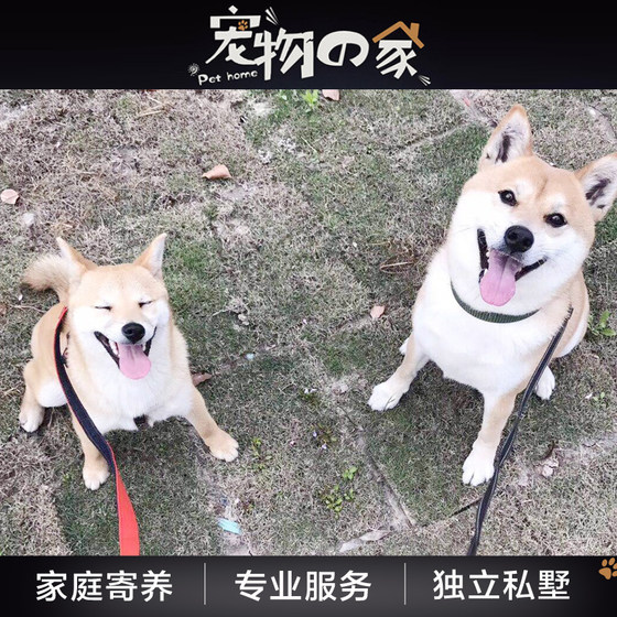 Shanghai dog fostering pet family cat rabbits to feed the dog walking dog long -term short -term management car pick -up
