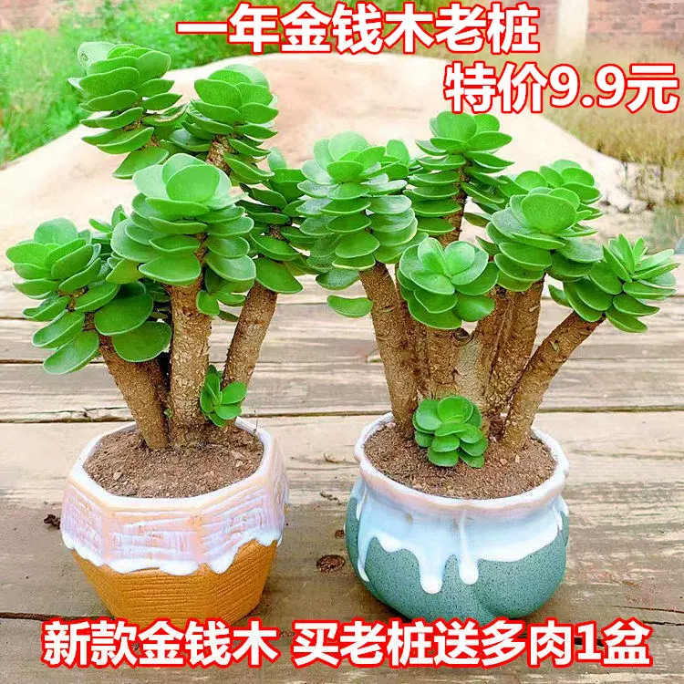 多肉植物金钱木大老桩 金钱木老桩 陶瓷花盆 多肉植物金钱木大老桩 金钱木老桩 陶瓷花盆