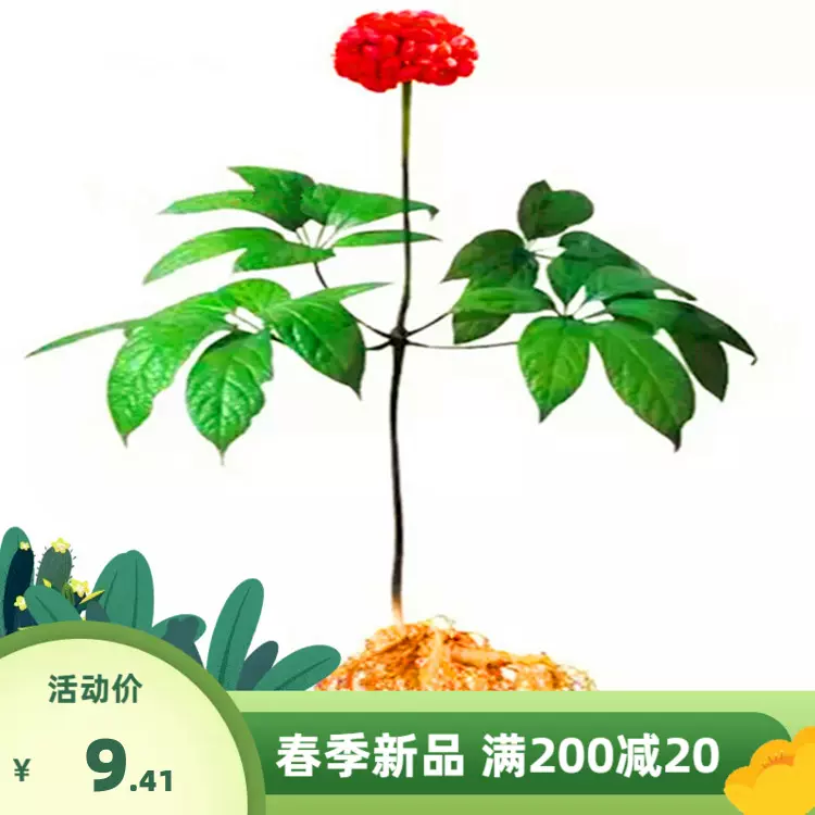 文山三七种子三七苗三七种植苗田七苗名贵药材花卉盆栽食用药用-Taobao