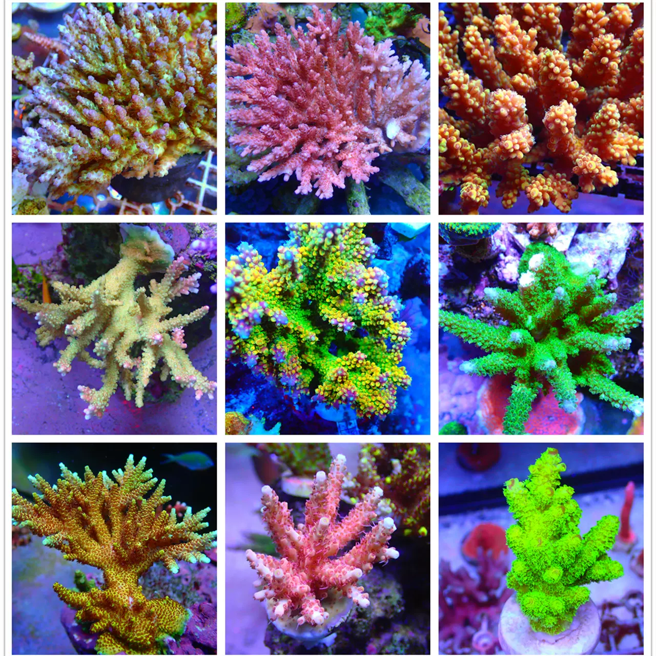 将来さん樣專用珊瑚 将来さん樣專用珊瑚 kioi/珊瑚 さんご