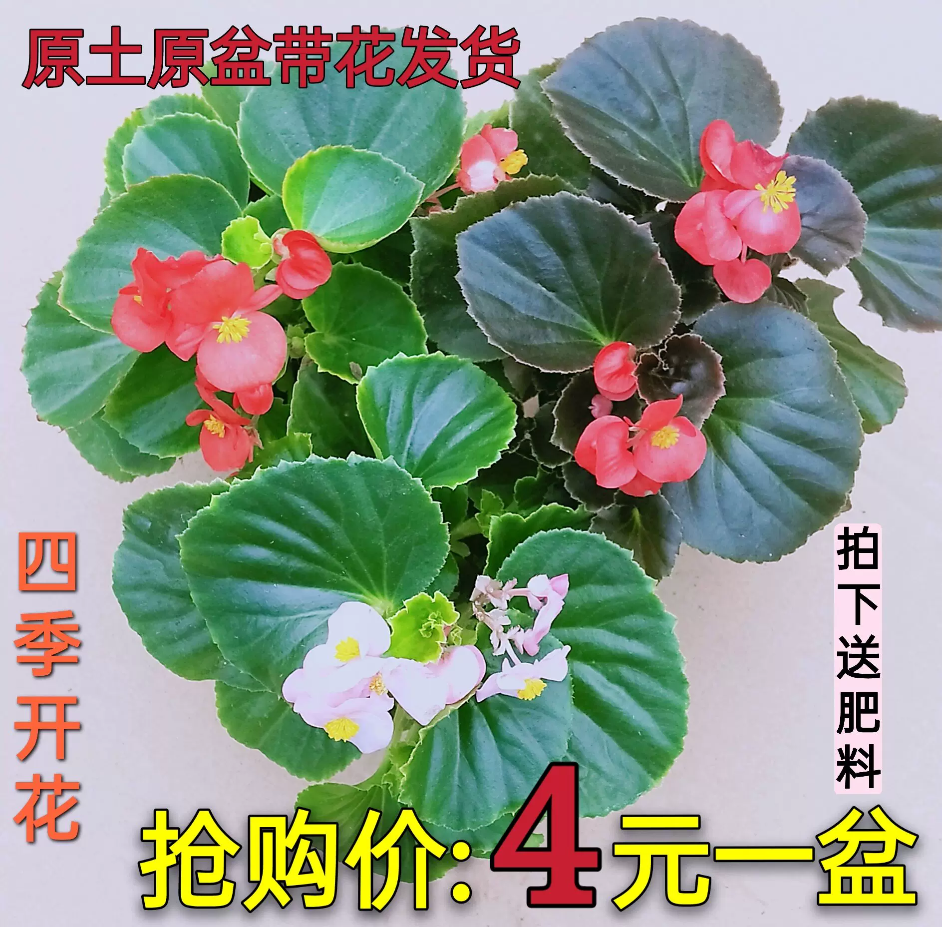 四季海棠花盆栽包邮丽格海棠重瓣室内好养植物四季