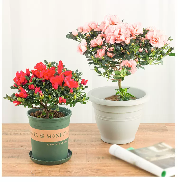 杜鵑花盆栽花卉植物居家室內美觀淨化空氣老樁四季好養活常年