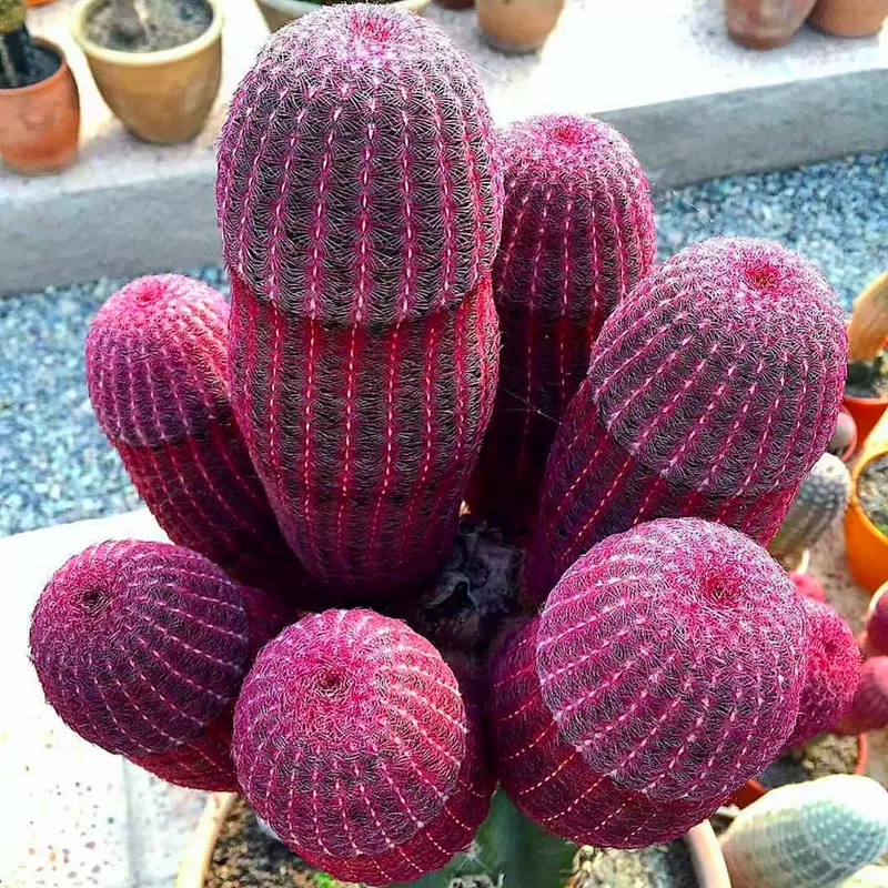 紅太陽仙人球稀有品種開花多肉植物盆栽花卉仙人掌小型綠植桌面花 Taobao