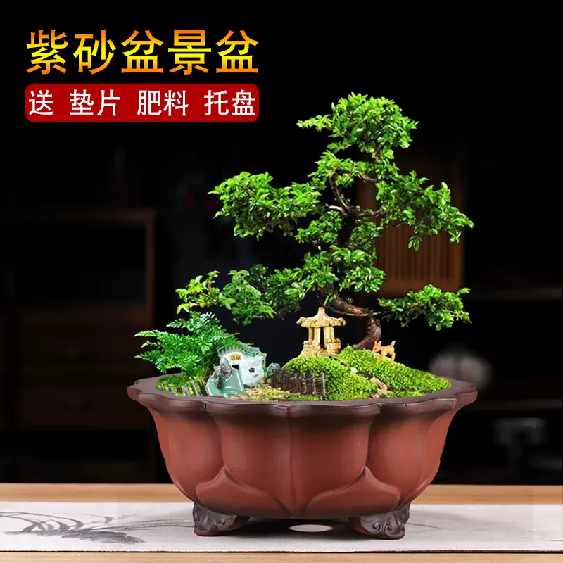 紫砂花盆榕樹文竹梅花海棠老樁盆栽盆景盆多角蓮花