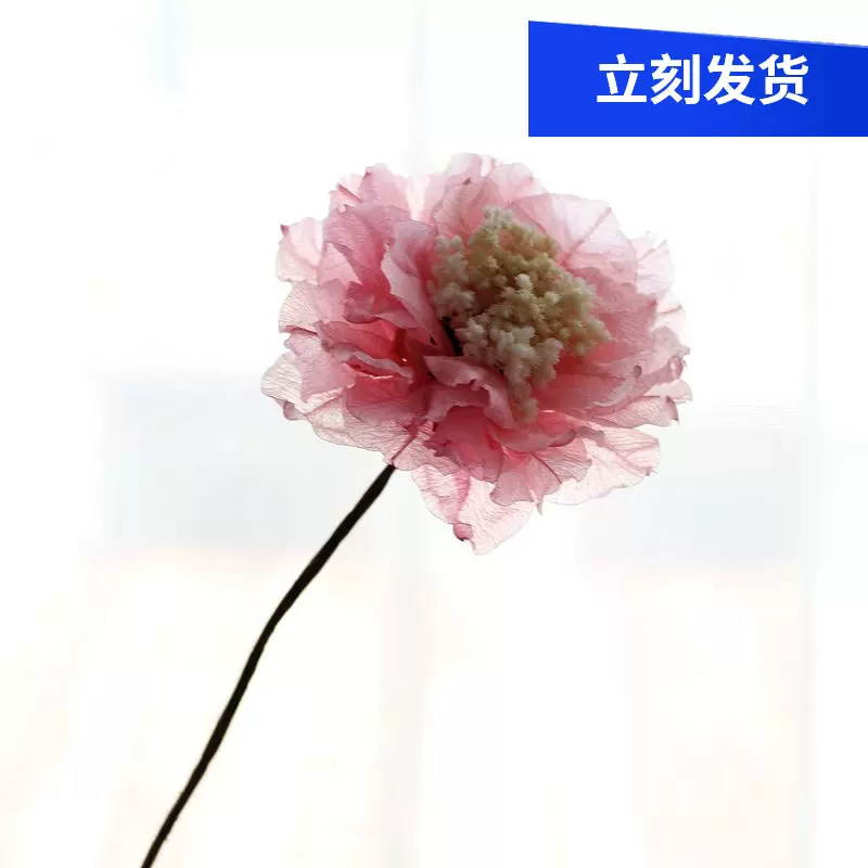 女王花干花花束真花干莲蓬干花家居摆设天然客厅文艺装饰禅