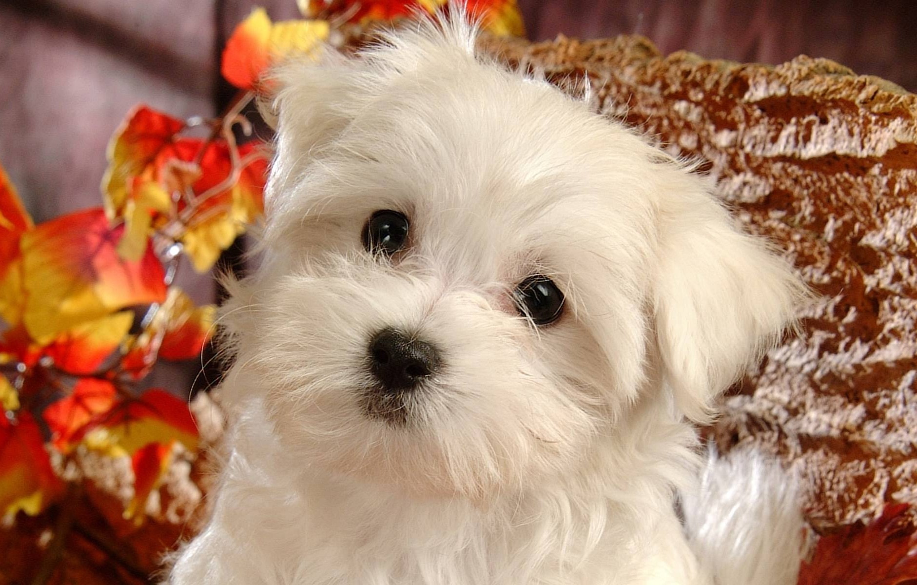 呆萌糯米团子——可爱到犯规的比熊犬 - 美优享 - 美丽优品分享好站