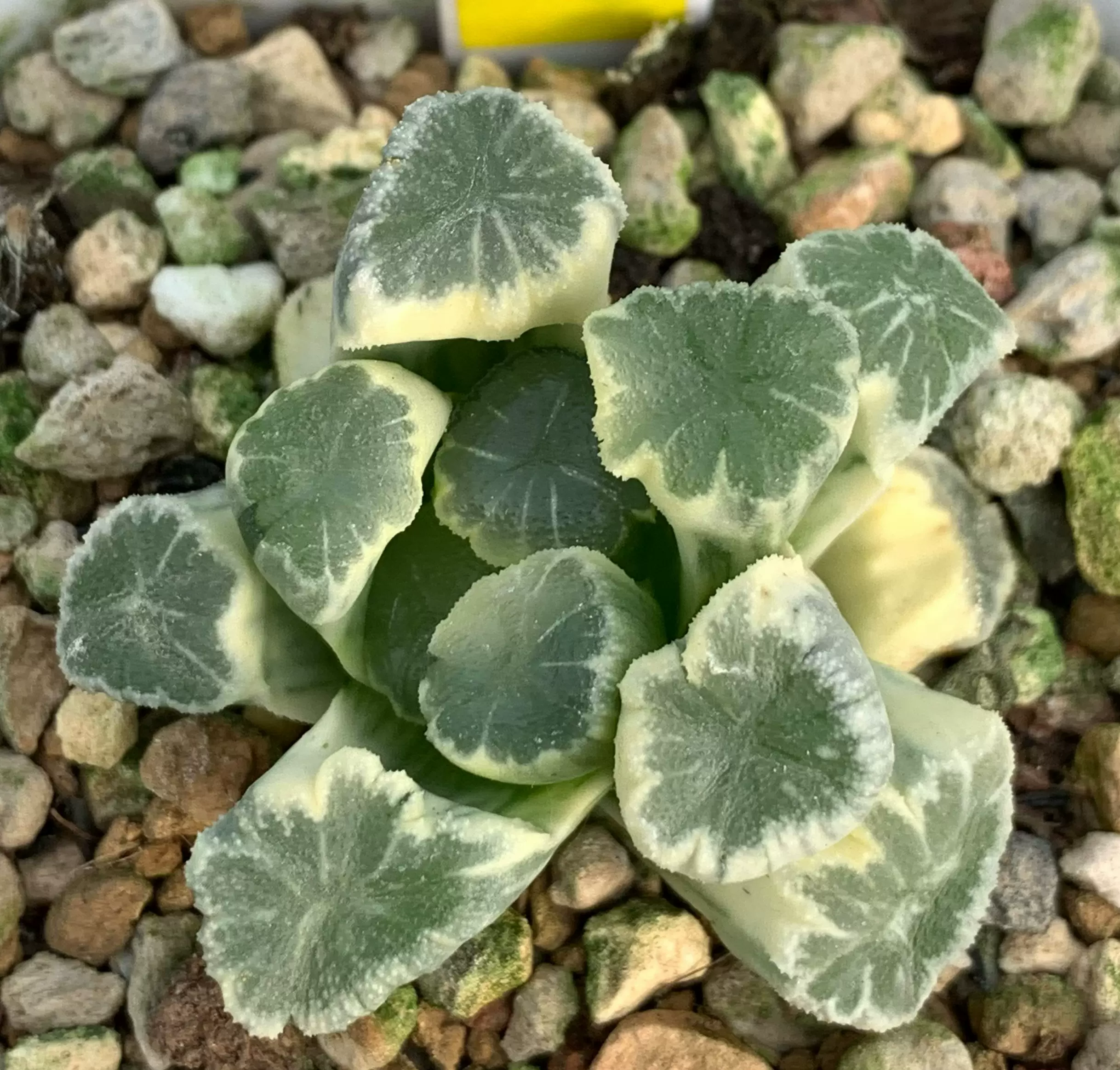 16J ハオルチア 多肉植物 万象錦糊斑 自家繁殖 ハオルチア 斑入りとの