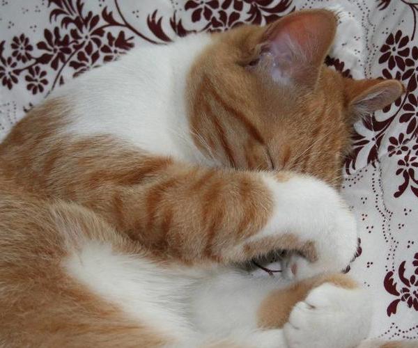 猫咪的6种睡姿反应ta不同的情绪哦11