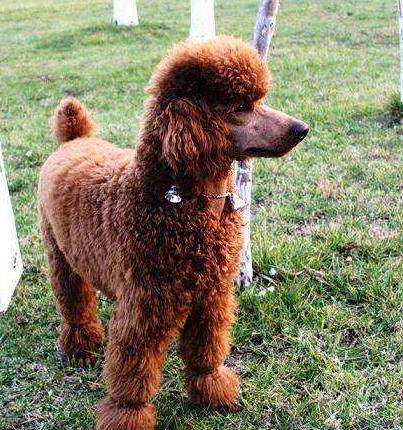 泰迪犬的6大体型你会选哪种