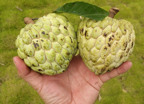 鲜水果又美味,挑出香甜可口释迦果(图10) 鲜水果又美味,挑出香甜可口释迦果(图10)