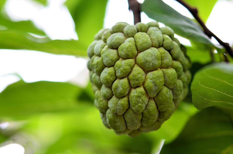 鲜水果又美味,挑出香甜可口释迦果(图3) 鲜水果又美味,挑出香甜可口释迦果(图3)