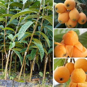
Loquat saplings big five-star early bell No. 6 grafted early and late maturing pot planting north and south garden evergreen fruit seedlings