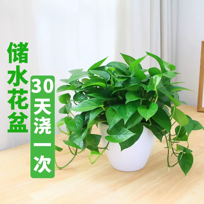 绿萝盆栽室内小植物花卉绿植吊兰净化空气吸收甲醛广佛深