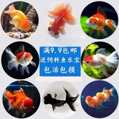 觀賞魚金魚活體冷水魚紅獅龍睛鎏金鶴頂碟尾錦鯉小型魚包郵包活 Taobao
