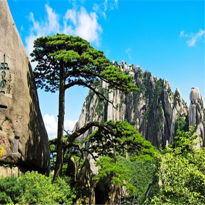 【天天发团 】黄山王牌线路 黄山风景区2日游 住山下