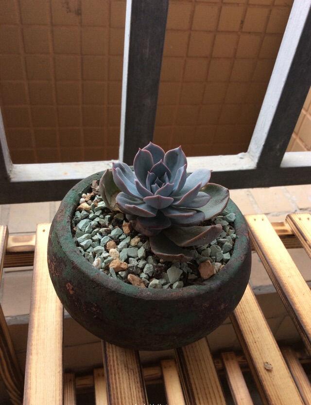 俩月,让我入坑的药锦蓝石莲多肉华丽逆袭 - 美优