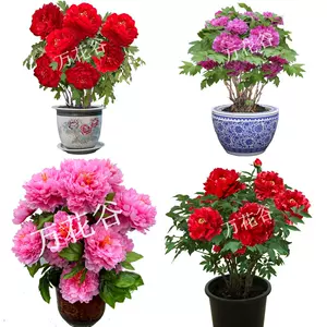 large flower peony Latest Best Selling Praise Recommendation