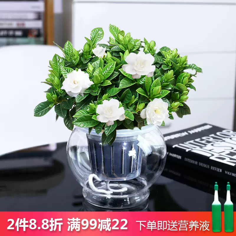 玻璃水培梔子花盆栽室內外四季開花綠植辦公室四季好