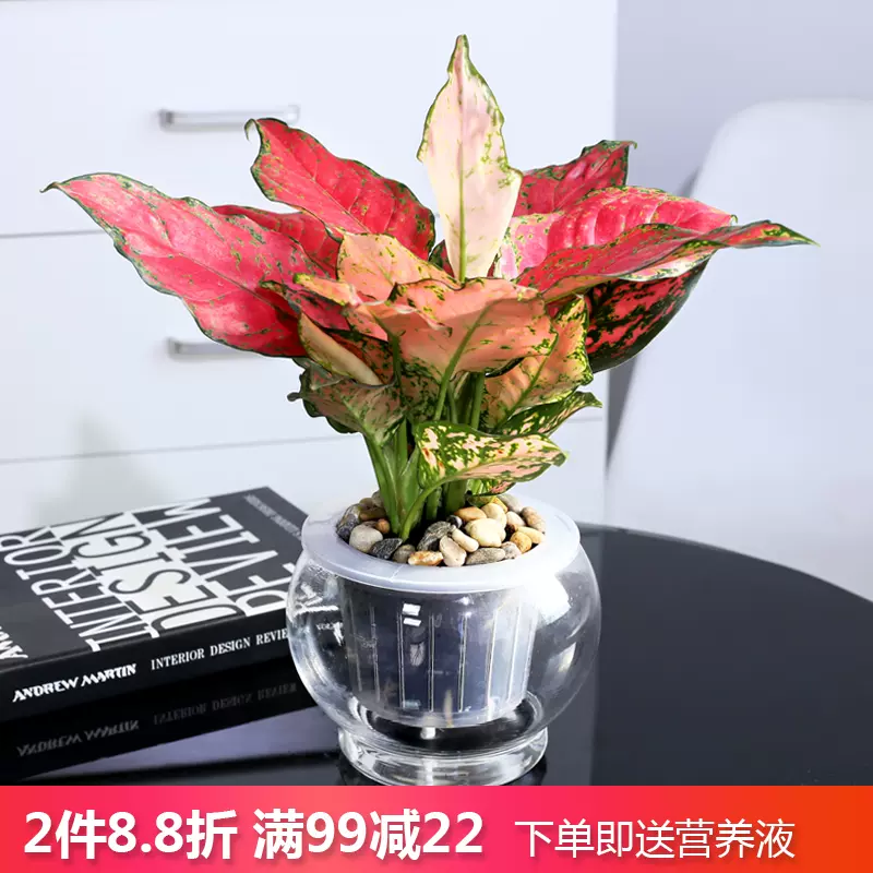 如意皇后万年青小盆栽办公室净化空气花叶万年青绿植观叶植物