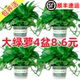 Green ivy potted house plants new house household purification air hydroponic green plants flowers long vines hanging large leaves green ivy