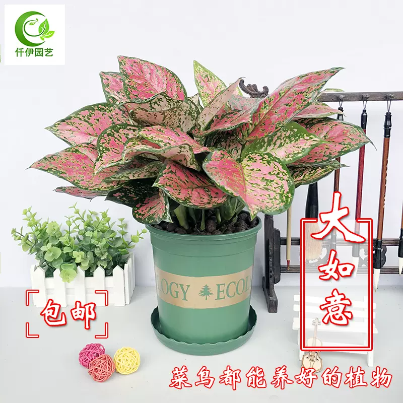 大如意皇后盆栽吉利红万年红室内吉祥花卉客厅办公室水培